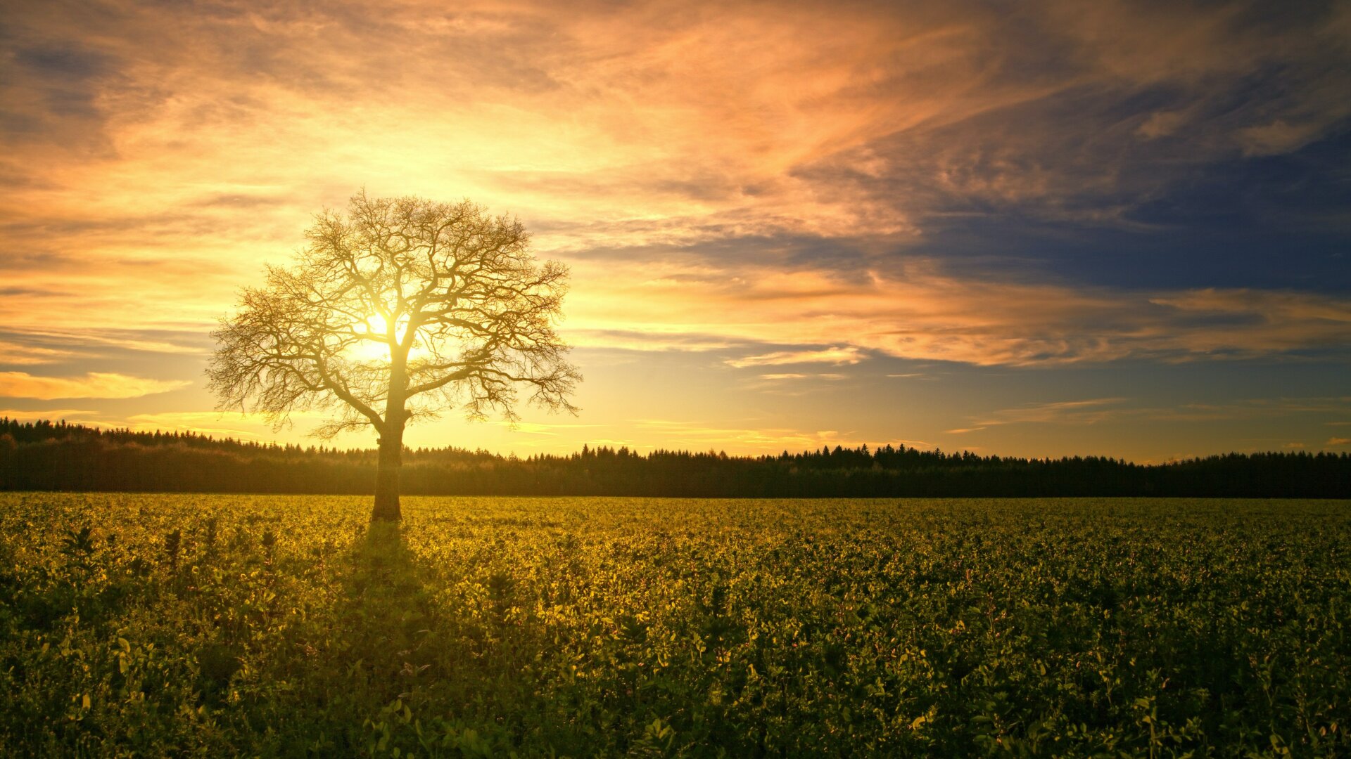 The sun sets on an empty field, except for the presence of a single, healthy tree. As the sun sets, the remaining daylight illuminates the tree. This image signifies that despite its circumstances, the tree is still thriving.